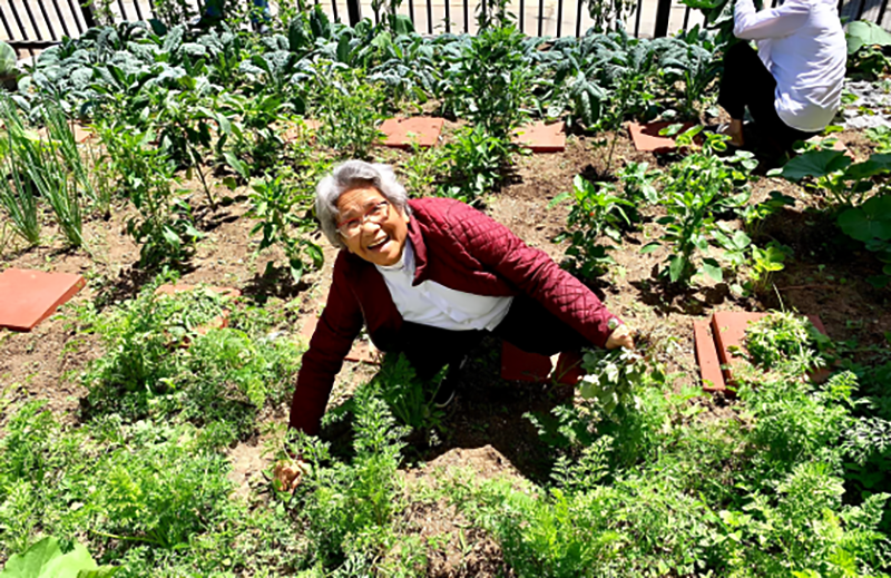 A participant at a community garden at the Cambodian Association of America