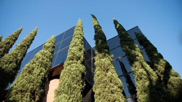 Trees outside the Business building