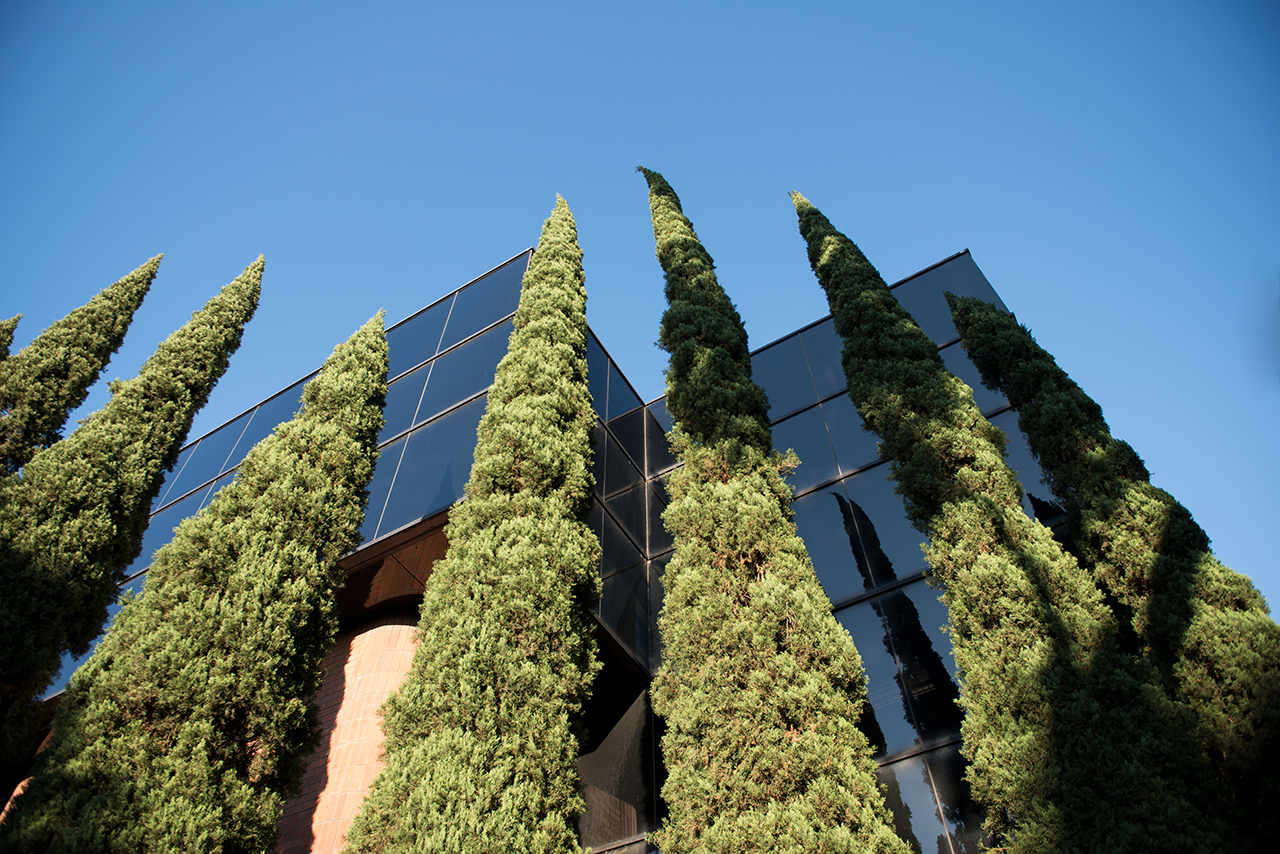 Trees outside the Business building