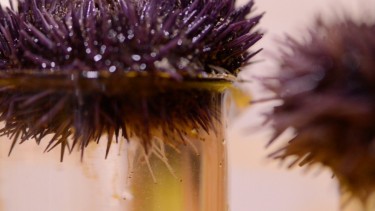 A sea urchin on top of a beaker filled with water.