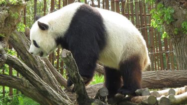 Panda climbing up a tree.
