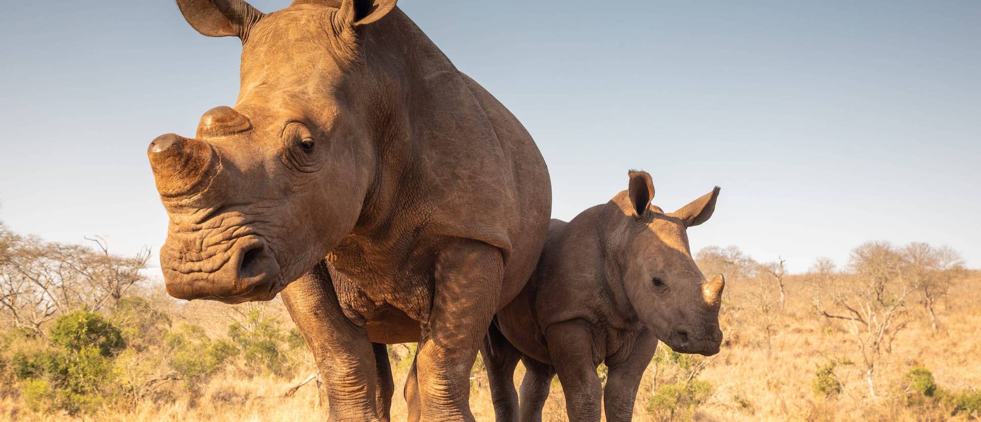 Two rhinos in a dusty looking field surrounded by dried trees and vegetation