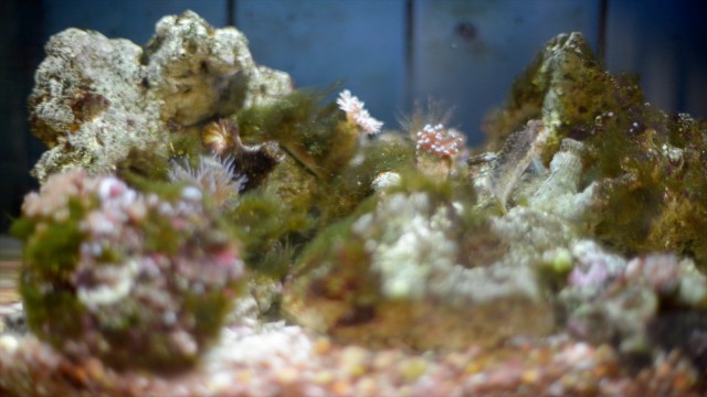 A view of an aquarium