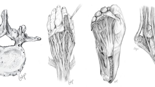 Illustrations by Christina Pecora of a vertebrae, hand and foot.